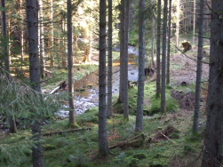 entlang des Schwarzenbachs