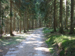 Forstweg nach Sand