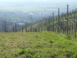 Weinberge ber Bhl