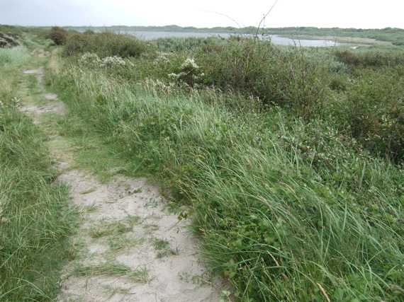 Dnen und Hammersee