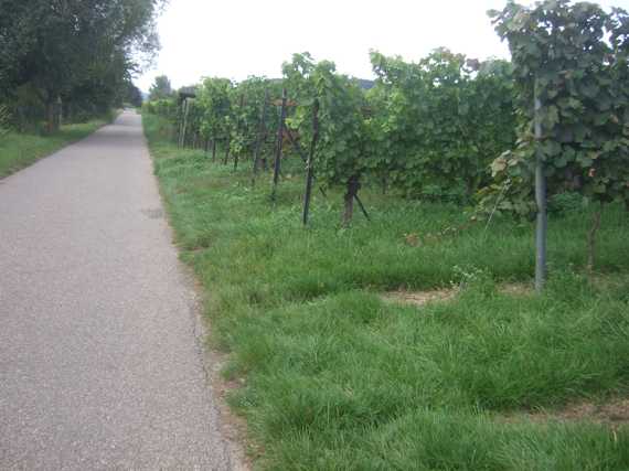 Weinberge vor Heidelberg