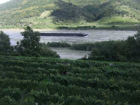 durch die Weinberge bei Aggsbach Markt