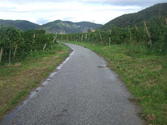 durch's Obst- und Weinbaugebiet bei Rossatz