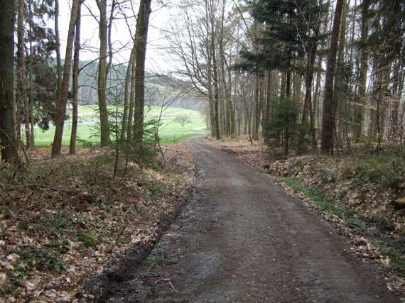 Waldstck bei Spreng