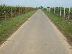 Oft geht's durch die Weinberge