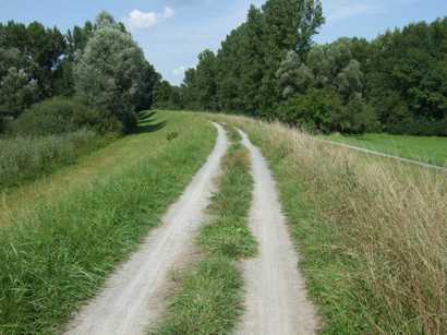 Fahrt auf einem typischen Rheindamm (hier: hinter Altdettenheim)