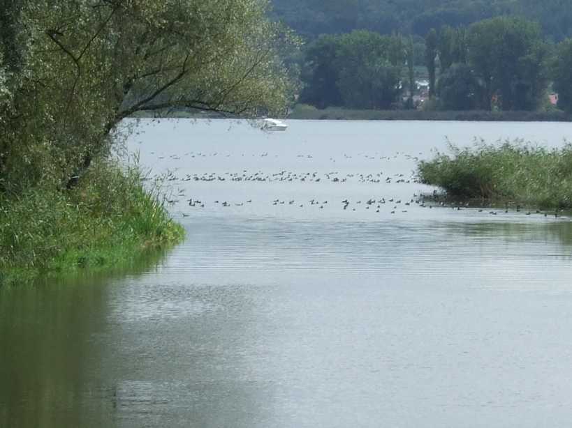 die "Donau-Mndung" in den Bodensee, sprich Rhein