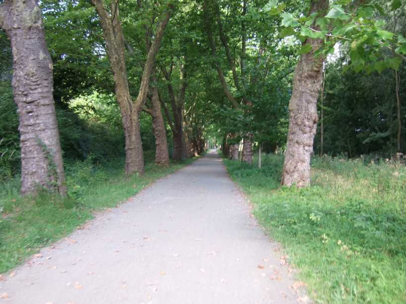 Allee bei der Mainau