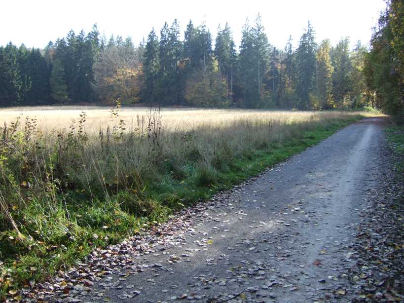 in der Tat wird der Wald "schwrzer"