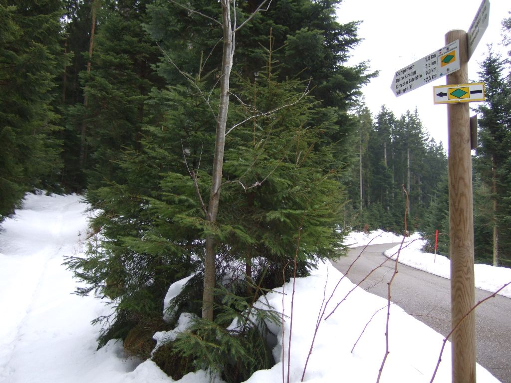 Einbiegung in den Wald