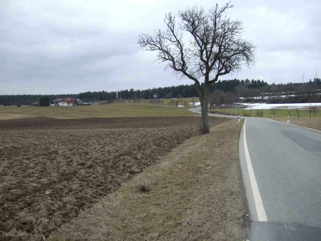 entlang der Strasse hinter Obereschach