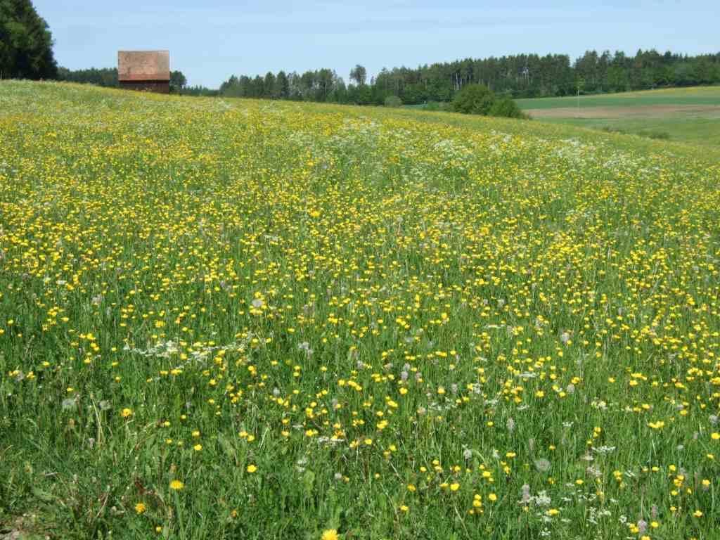 wunderschne Baar