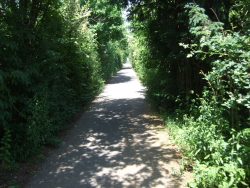 die hohle Gasse von Limburgerhof