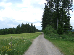 ein Stck der Langen Gasse