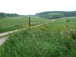 unausgeschildert (bzw.falsch) Richtung Tuningen: hier rechts durch die Senke