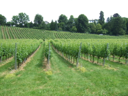 leider kein Zeitpunkt fr Weinproben