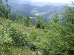 Blick bis zum Feldberg