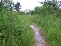 Dickicht vor der Schanze