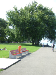 Arbon, schöner Baum
