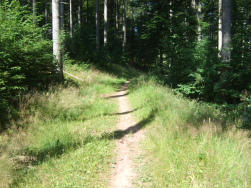 erstes Drittel: nur Wald