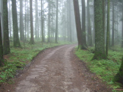 und wieder in einen Wald, abwechslungsreich