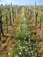 Weinrebenlehrpfad