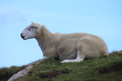 welches Schaf war das noch mal?