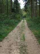 Wald mit Stechmcken