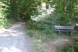 Eintritt in den Wald